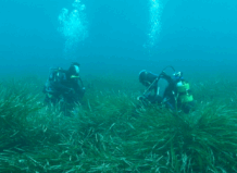 Global Omnium se adentra en el mar con su consultoría ambiental especializada en medio marino Global Omnium pradera de posidonia