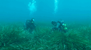 Global Omnium pradera de posidonia