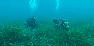 Global Omnium pradera de posidonia