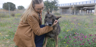 Johana Gómez acariciando a Jiri, un perro senior en un campo de flores.