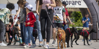 Valencia, BIOPARC, AUPA, Modepran, DANA, adopción de animales, perros en adopción, bienestar animal, protectoras, evento solidario, Horta Sud
