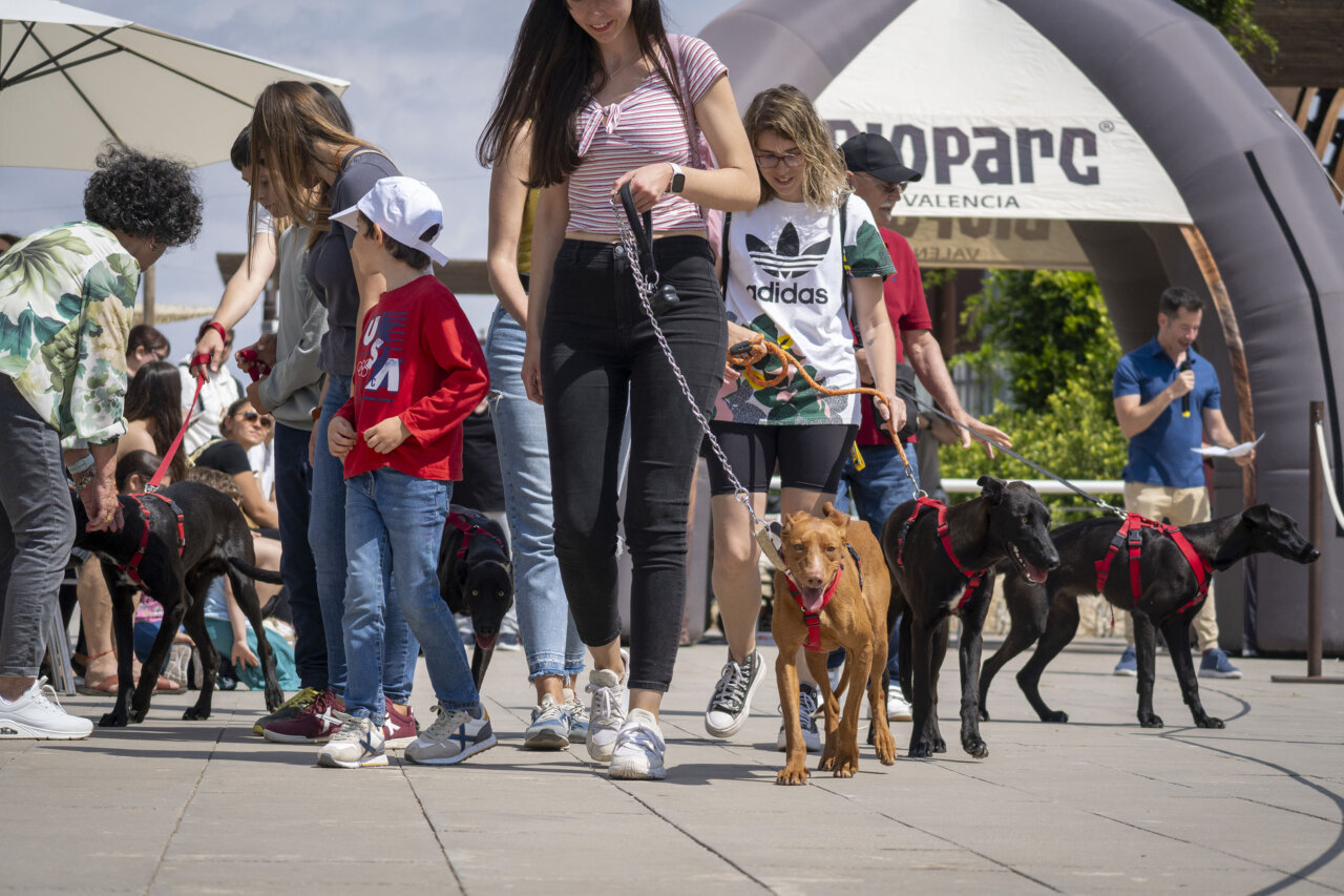 Valencia, BIOPARC, AUPA, Modepran, DANA, adopción de animales, perros en adopción, bienestar animal, protectoras, evento solidario, Horta Sud