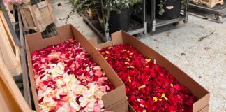 Caixas con pètals de rosa valenciana preparados para la procesión
