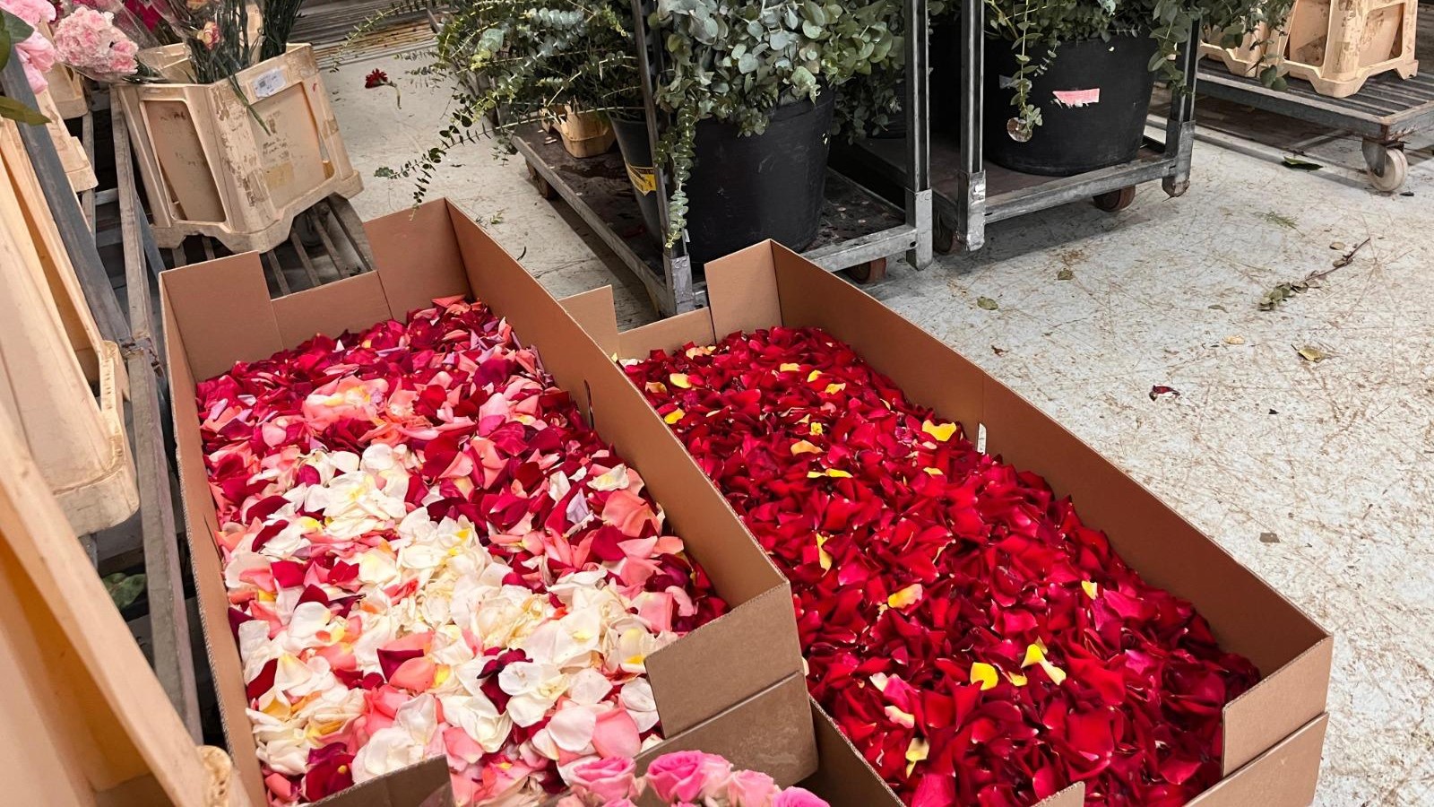 Caixas con pètals de rosa valenciana preparados para la procesión