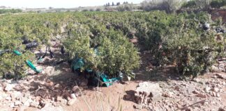 Camps de cítrics amb suport per la collita a Picassent