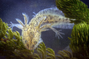 suelta gallipato
