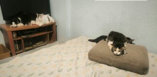 Policía y Bienestar Animal inspeccionan una vivienda y retiran 17 de los 22 gatos que tenía la dueña