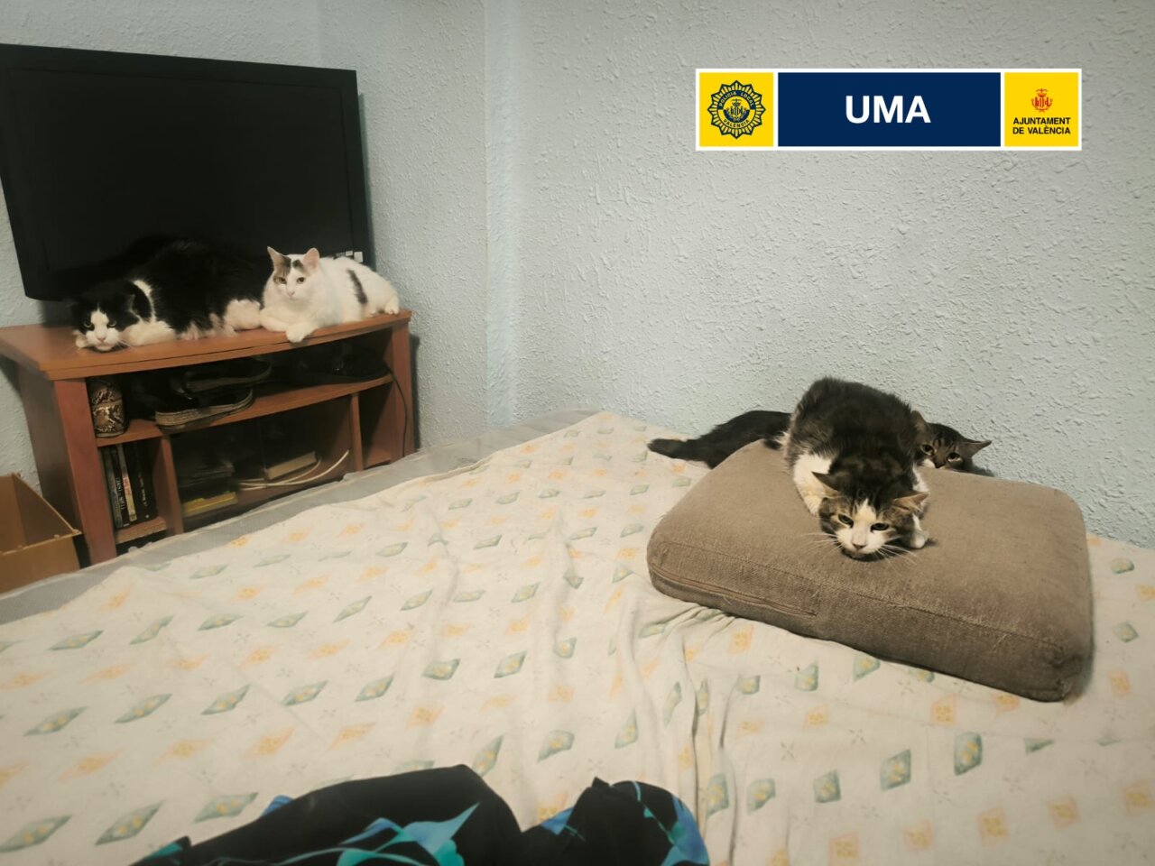 Policía y Bienestar Animal inspeccionan una vivienda y retiran 17 de los 22 gatos que tenía la dueña
