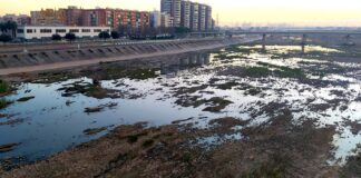Vista del llit nou del riu Túria amb aigua i vegetació