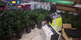 plantaciones-de-marihuana-indoor-aldaia