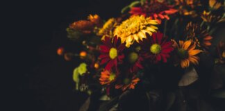 flores-amarillas-y-rojas