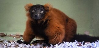 julio-2025-bioparc-valencia-un-nuevo-lemur-de-collar-rojo-especie-en-peligro-critico-de-extincion