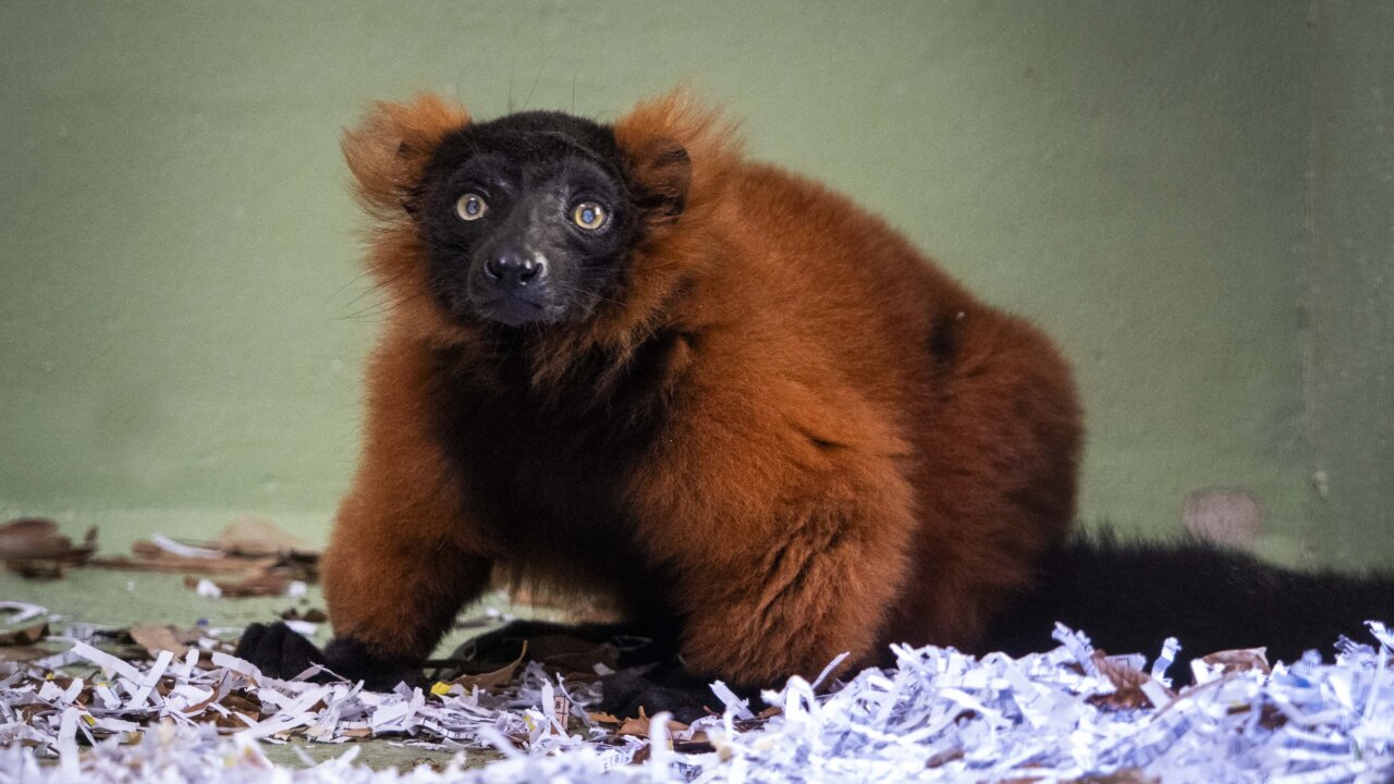 julio-2025-bioparc-valencia-un-nuevo-lemur-de-collar-rojo-especie-en-peligro-critico-de-extincion