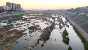 Vista del caixer nou del riu Túria en València, con vegetación y agua estancada.