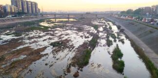 Vista del caixer nou del riu Túria en València, con vegetación y agua estancada.