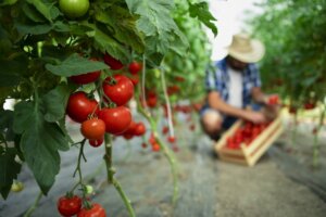 Control de plagas en cultivos hortícolas