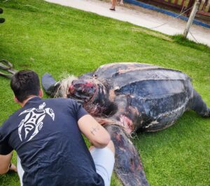 Tortuga llaüt muerta en la playa del Parador del Saler