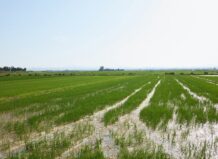Campo de arroz en la Albufera de Valencia con agua y vegetación verde