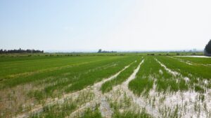 Campo de arroz en la Albufera de Valencia con agua y vegetación verde