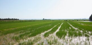 Campo de arroz en la Albufera de Valencia con agua y vegetación verde