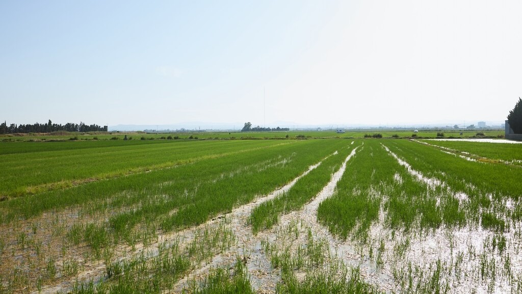 Campo de arroz en la Albufera de Valencia con agua y vegetación verde