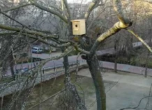 Tavernes Blanques instala diez cajas refugio para murciélagos dentro del proyecto ‘Guardianes nocturnos’ cajas nido murcielagos