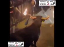 El bou embolat de Alfafar voltea y zarandea contra las vallas a un joven que portaba una copa en la mano