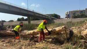 Limpieza nuevo cauce Túria Valencia