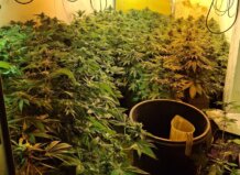 plantación marihuana Xirivella