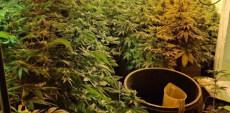 plantación marihuana Xirivella