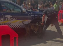 Almàssera incorporará perros antidrogas para reforzar la seguridad en sus fiestas