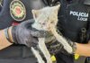 rescate gatito Alaquàs