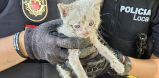 rescate gatito Alaquàs