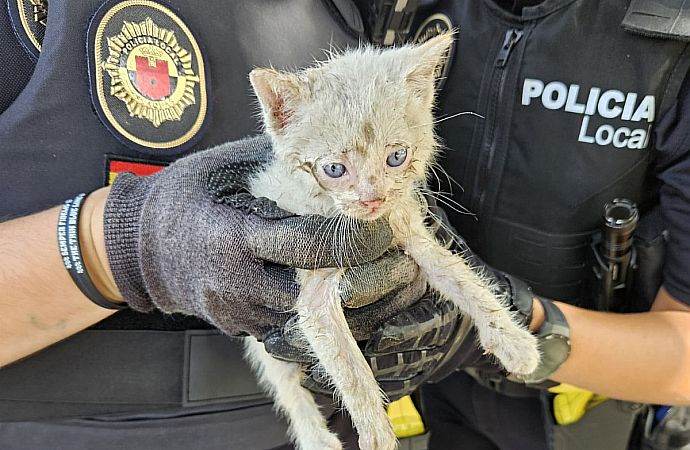 rescate gatito Alaquàs