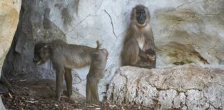 verano-2025-cria-de-dril-recien-nacida-a-la-vista-del-publico-en-bioparc-valencia