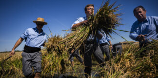 fiesta-de-la-siega-catarroja