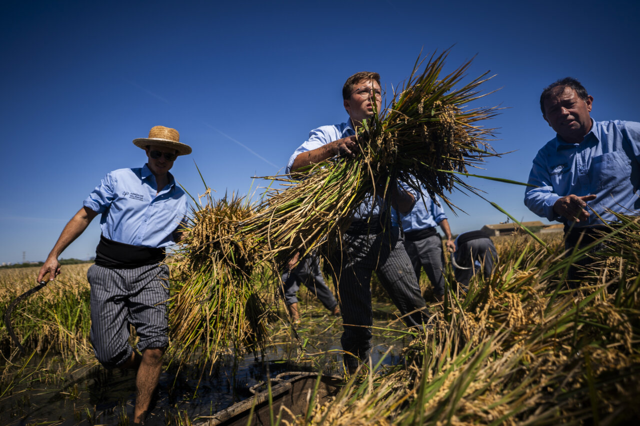 fiesta-de-la-siega-catarroja