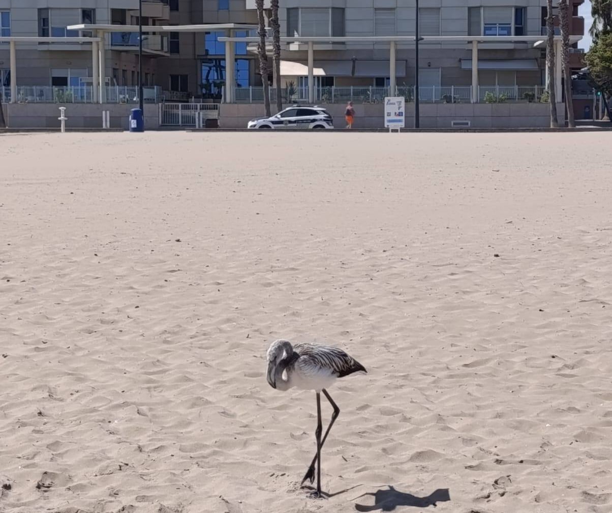 flamenco playa Patacona