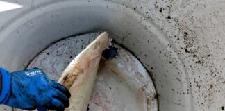 Inspección de bidones en el puerto de Valencia con cocaína oculta