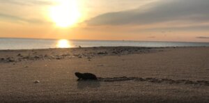 tortuga boba El Saler tortuga boba El Saler