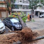 Árbol caído en la calle tras fuertes lluvias en l'Horta.
