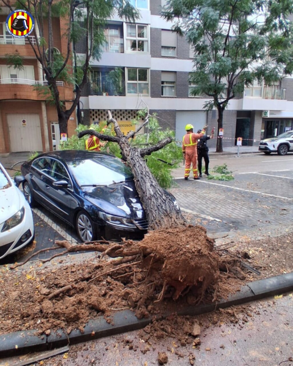 Árbol caído en la calle tras fuertes lluvias en l'Horta.