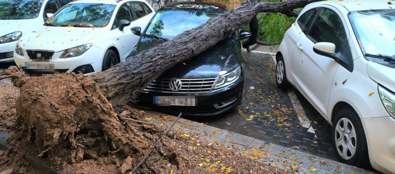 Árbol caído sobre vehículos en Alboraia tras la DANA Alice.