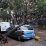 Árbol caído sobre vehículos en la avenida Ausiàs March de Alboraya