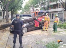 Cae un tercer árbol en Alboraia durante la DANA Alice en la avenida Ausiàs March Árbol caído sobre un coche en Alboraia tras la DANA Alice.