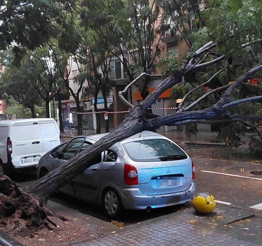 Árbol caído sobre un coche en Alboraya tras una tormenta