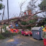 Árbol caído bloqueando la calle tras intensas lluvias en Torrent