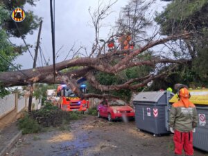 Árbol caído bloqueando la calle tras intensas lluvias en Torrent