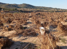 daños DANA agricultura