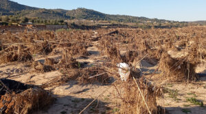daños DANA agricultura